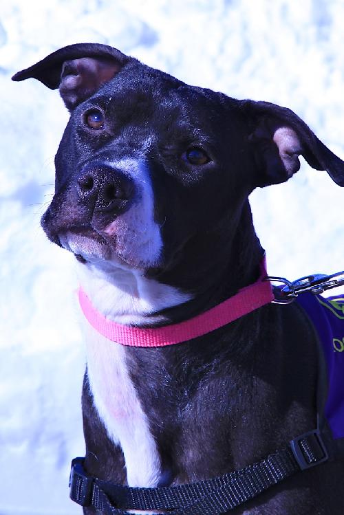 Stella