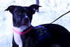 Stella
