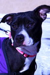 Stella