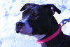Stella