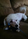 Brees