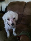Brees