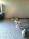 Brees