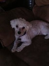 Brees