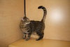 Saul