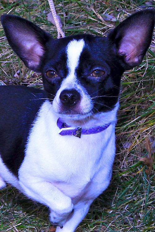 Skippy