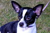 Skippy