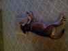 Tootsie