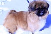 Lily