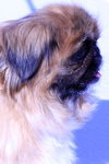 Lily
