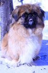 Lily