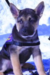 Dempsey