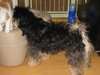 Romeo