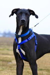 Duke