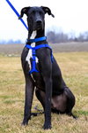 Duke