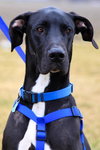 Duke