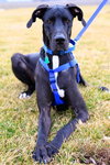 Duke
