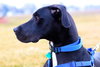 Duke