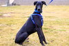 Duke