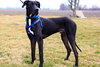 Duke