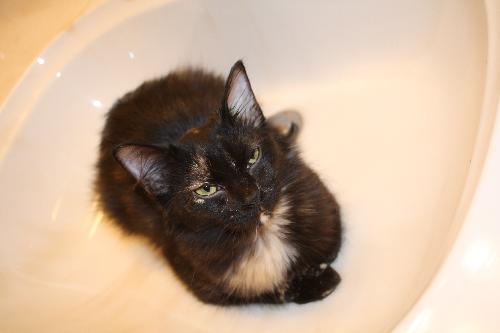 Gidget