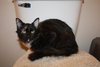 Gidget