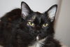 Gidget