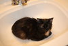 Gidget