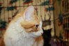 Chester