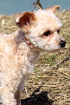 Chico