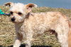Chico