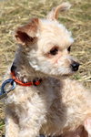 Chico