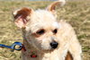 Chico