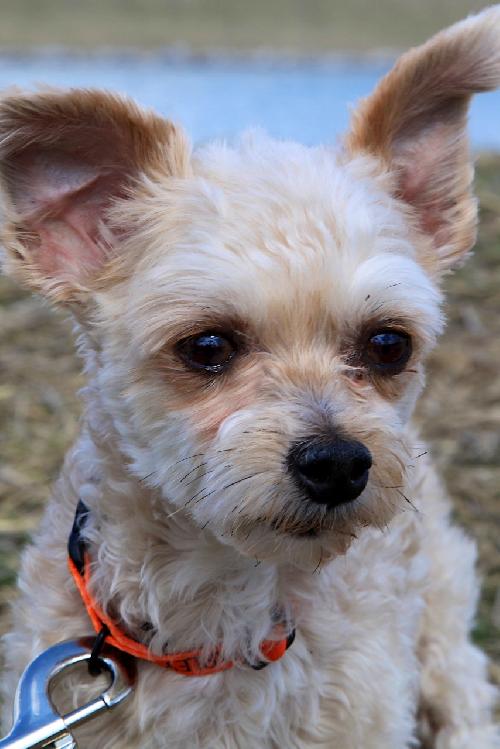 Chico