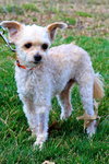 Chico