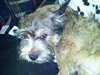 Sadie
