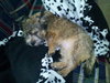 Sadie