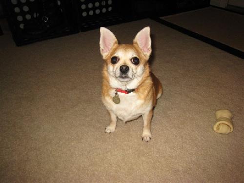 Daisy