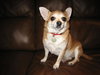 Daisy