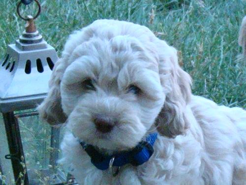 Teddy