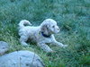 Teddy