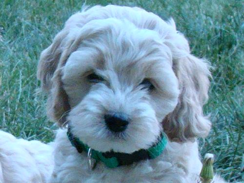 Annie