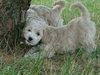 Annie