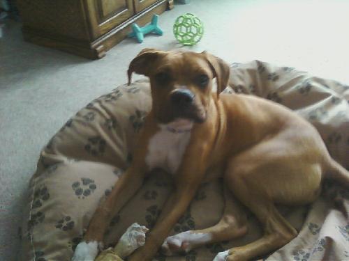 Bruno