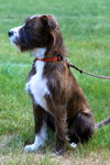 Charlie
