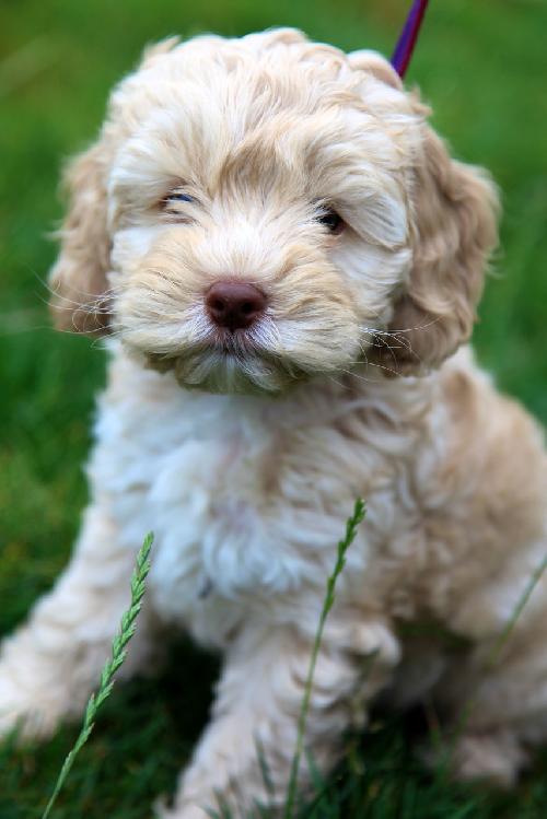 Tobie