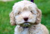 Tobie