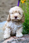 Tobie