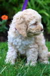 Tobie