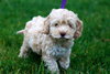 Tobie